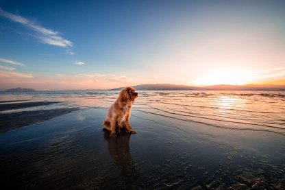 Hund